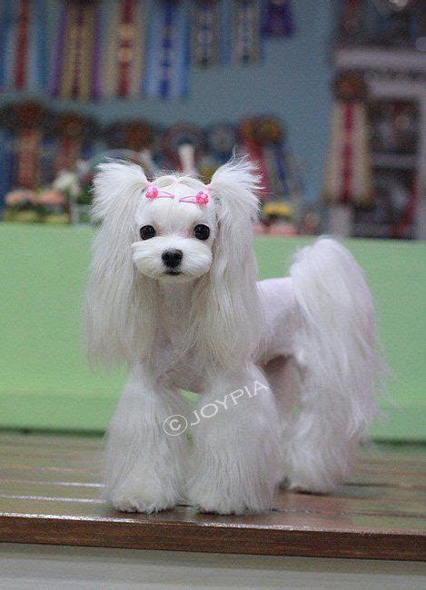 40 Most Adorable Maltese Haircuts Trending in 2021