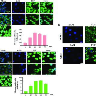 A The Ges And Rgm Cells Were Seeded On Well Cell Culture