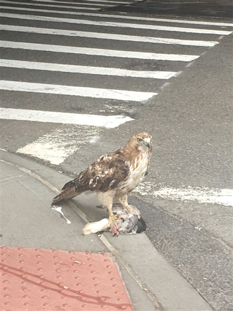 Hawk killed a pigeon right in the middle of New York : r/natureismetal