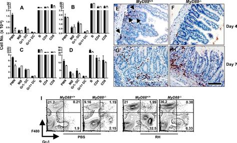 Neutrophil Recruitment Depends Upon MyD88 During Early Infection MLN