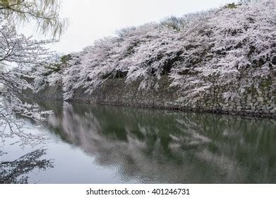 Hikone Castle Cherry Blossoms Spring Stock Photo 401246731 | Shutterstock