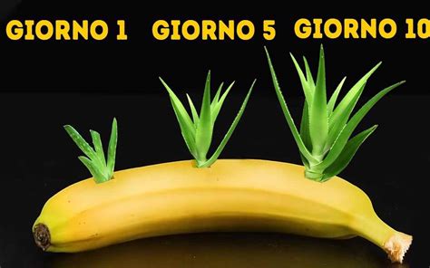 Vuoi Coltivare Una Pianta Di Limoni Inserisci Dei Semi In Una Banana