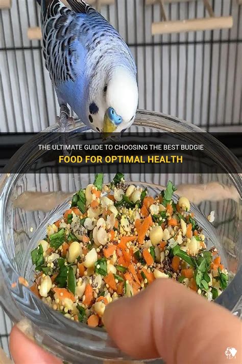 The Ultimate Guide To Choosing The Best Budgie Food For Optimal Health ...