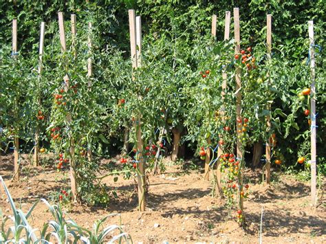 Tailler Les Plants De Tomates