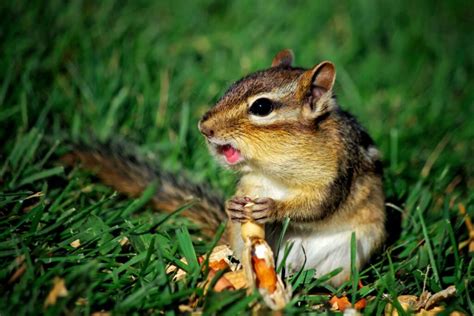 Discover Chipmunks Favorite Foods: What Do These Adorable Critters Love ...