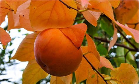 Diospyros Kaki Vainiglia Kaki Pflanze Kakipflaume Sharon Frucht