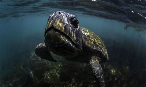 Species Spotlight: Green Turtle | Pages | WWF