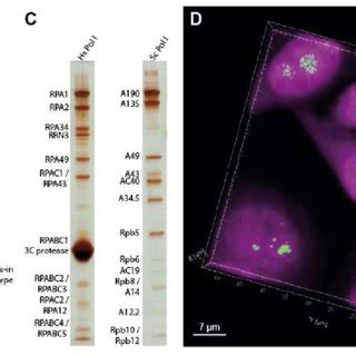 Homozygous Sfgfp Knock In Cell Line Generation And Human Pol I