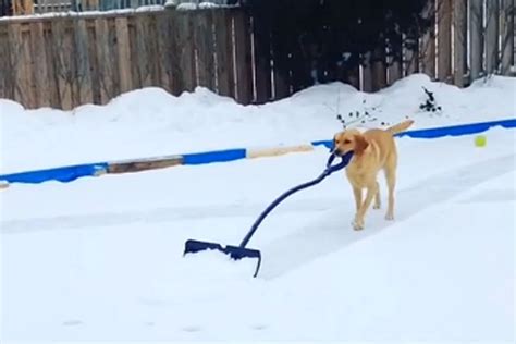 Dog Lends a Helping Paw by Shoveling Snow