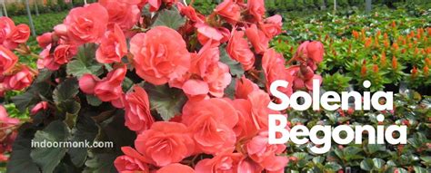 Solenia Begonia All You Need To Know Indoor Monk