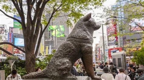 Hachiko Kare Mafi Al Awari A Duniya Ya Cika Shekara Bbc News Hausa