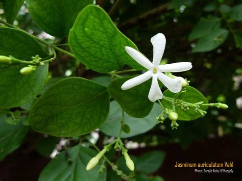 Medicinal Plants Jasminum Auriculatum