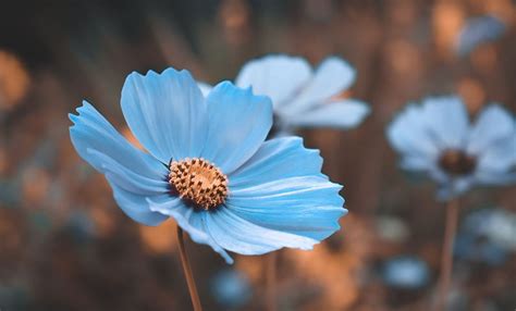 Por Qu Las Mujeres Regalan Flores Azules El De Octubre En M Xico