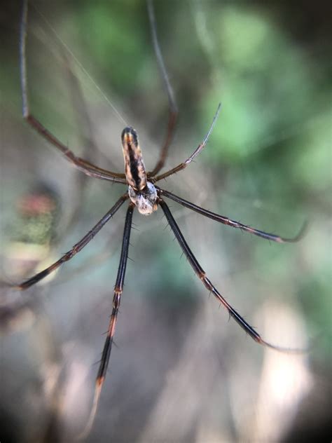 Golden Silk Spider From Cidade Universit Ria Armando Salles De Oliveira