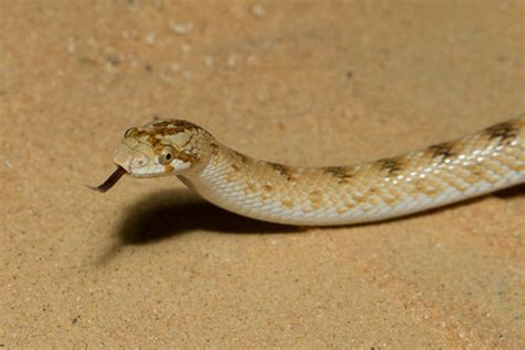 Awl headed Snake Lytorhynchus diadema נחש חולות חרטומן Flickr