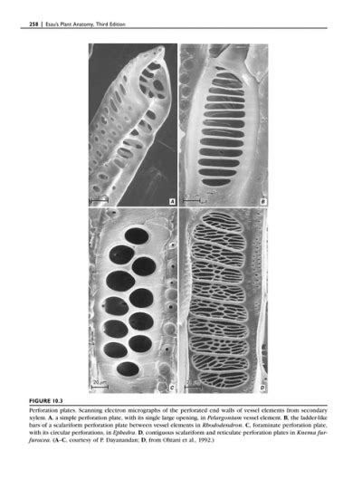 Xylem: Cell Types and Dev