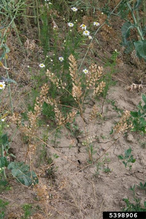 Field Pennycress Thlaspi Arvense