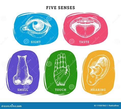 Icons Set Of Five Human Senses In Engraved Stylevector Color