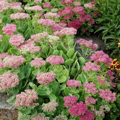 Crystal Pink Sedum Sooner Plant Farm