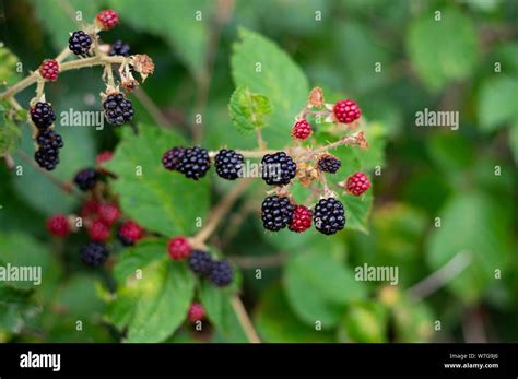 Wild Black Berrys At The Forest Edge Stock Photo Alamy