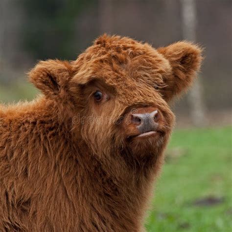 Vitela Bonito Do Gado Das Montanhas Que Encontra Se Para Baixo Imagem