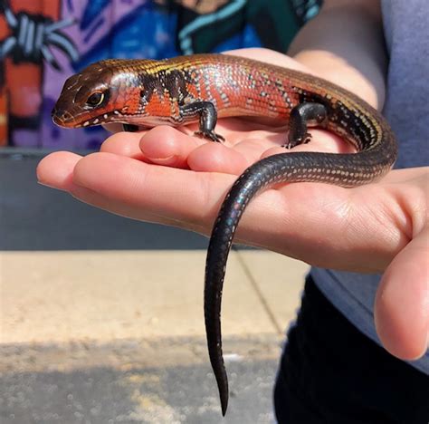 Fire Skink