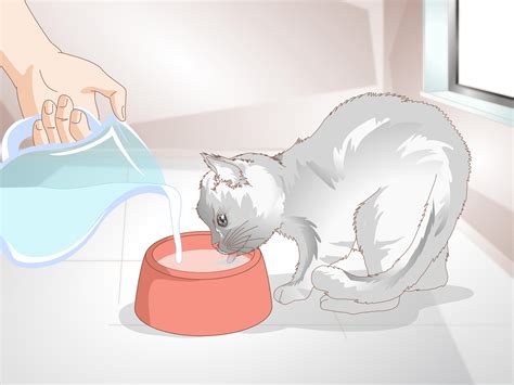 Как определить, есть ли запор у кота: 8 шагов