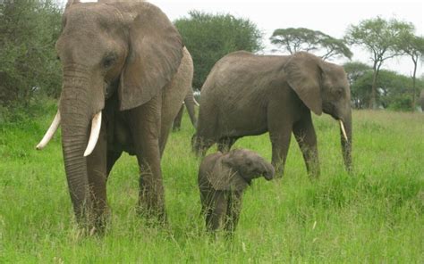 Dar Es Salaam Overnight Safari At Mikumi National Park Suitetrails