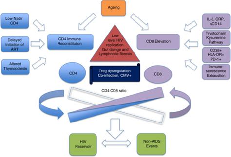 Cd4cd8 Ratio As A Frontier Marker For Clinical Outcome Immune