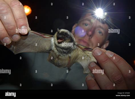 Parti Coloured Bat Vespertilio Murinus Is Shown To Visitors Of The