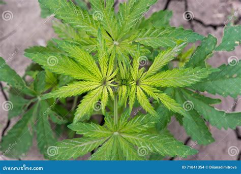 Plantas Verdes Do Cannabis Que Crescem No Campo Foto De Stock Imagem