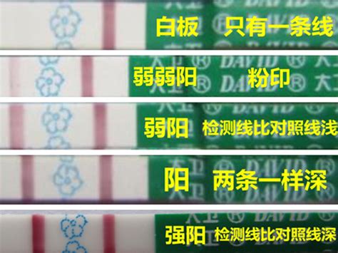 排卵试纸强阳后别急！等一天再进行性生活受孕率更高家庭医生在线