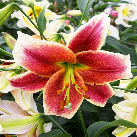 Lilia (Lilium) Mister Job 1 szt. | Cebule, kłącza i bulwy \ Lilia ...