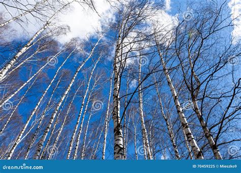 Troncs Nus Des Arbres De Bouleau Image Stock Image Du Bleu Noir