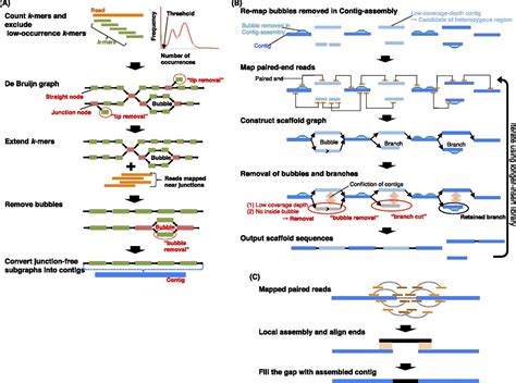 Efficient De Novo Assembly Of Highly Heterozygous Genomes From Whole