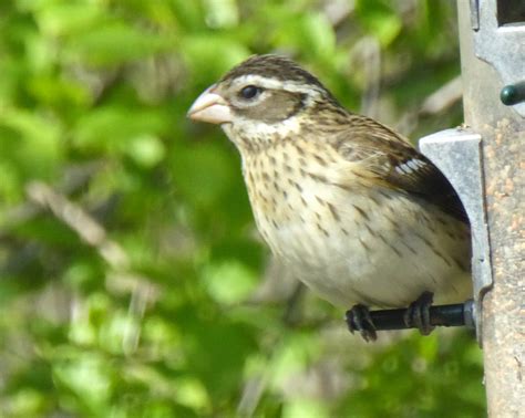 Rose-breasted Grosbeak | Spotted Woodpecker