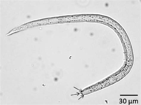 Toxocara Cati And Toxoplasma Gondii In French Birds Of Prey