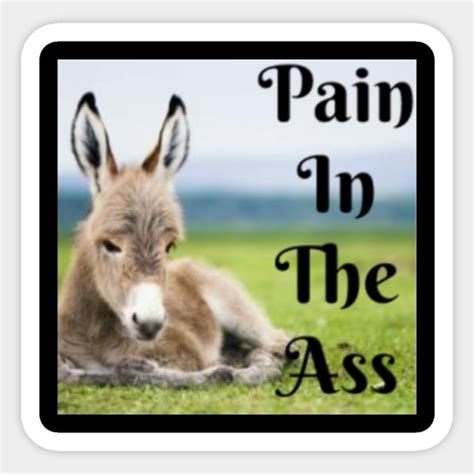 Pain In The Ass Pain In The Ass Sticker TeePublic