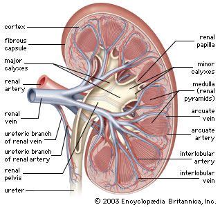 Calyx | anatomy | Britannica