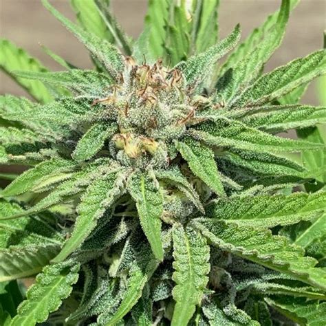 Punani Cannabis Seeds By Pakalolo Seed