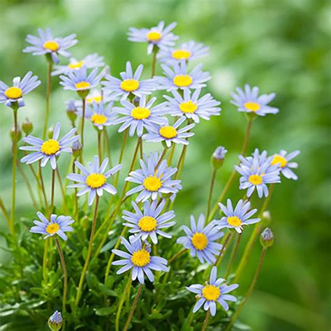 Qauzuy Garden Semillas De Margaritas Africanas Cape Daisy