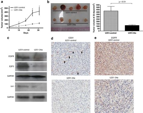 U251 Control Cells And U251 Stably Expressing Mir 34a U251 34a Cells