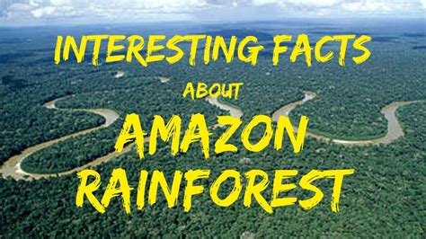 Interesting Facts About Amazon Rainforest Youtube