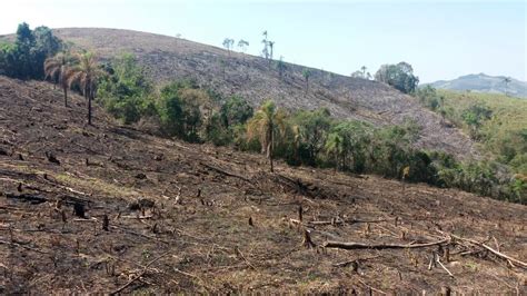 Operação Mata Atlântica encontra mais 121 hectares desmatados Jornal