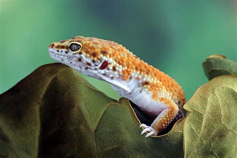 Leopard Gecko Lifespan How Long Do They Live In Captivity Wild YIHY