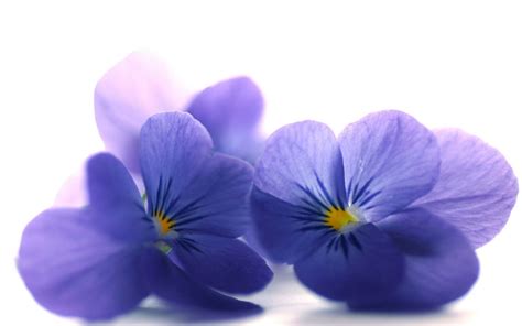 Purple Flowers Hd Wallpaper Wallpaper Flare