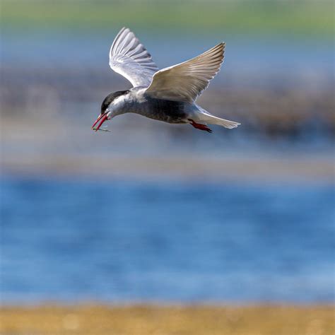 Arctic Tern The Bird That Flies Around The World — Alaska Wildlife