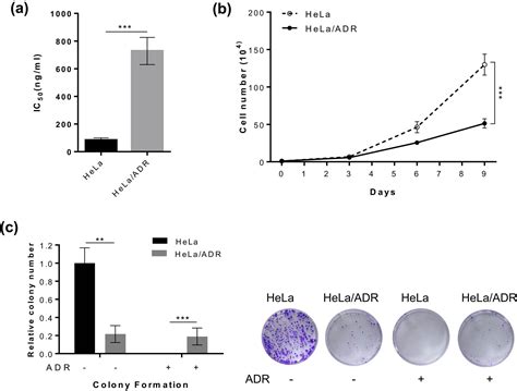 Adriamycin Resistant Cells Are Significantly Less Fit Than Adriamycin