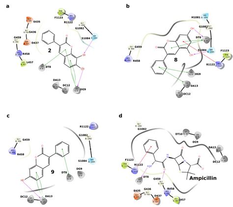 Interaction Network Between Topoisomerase Ii Dna Gyrase And The Studied