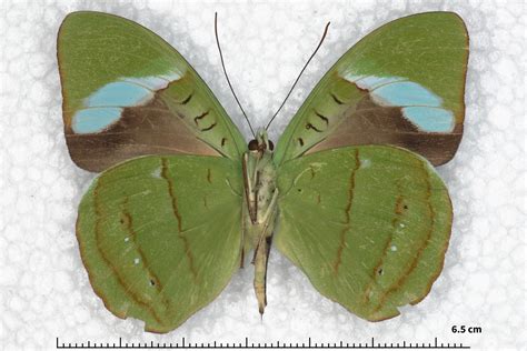 Nessaea hewitsonii boliviensis (pinned specimens)